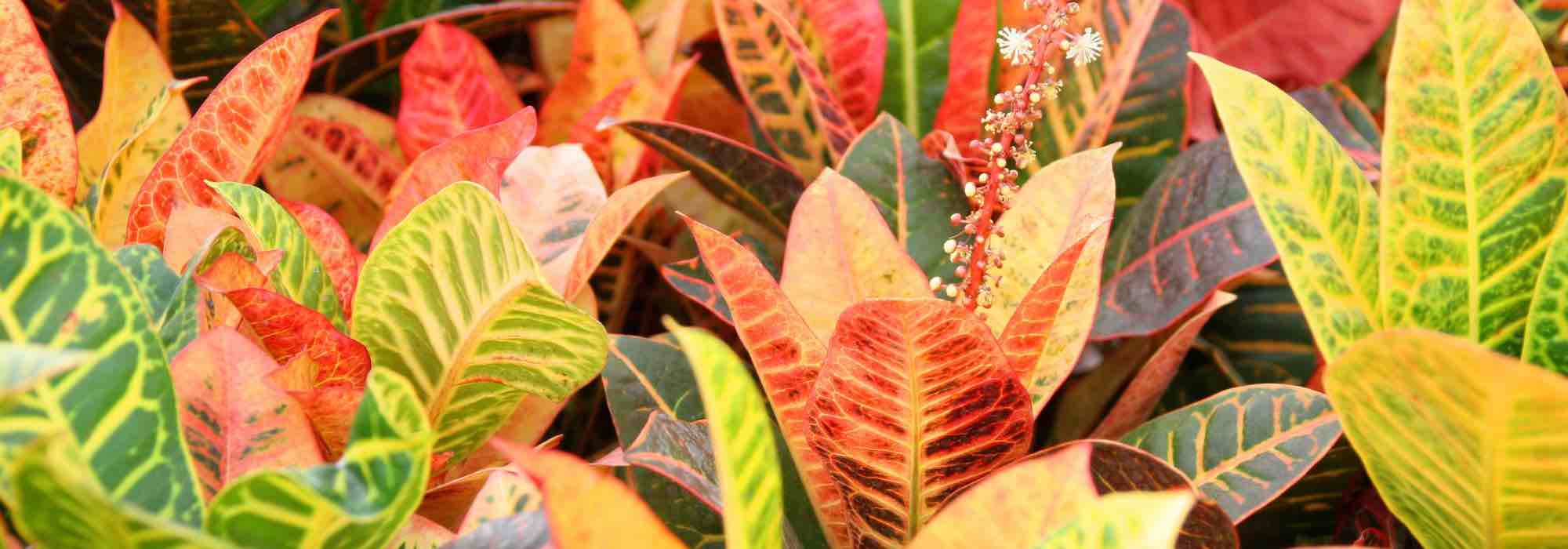 Growing Croton