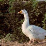 Raising geese in the garden: the ultimate Guide