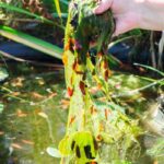 Maintaining a garden pond through the seasons