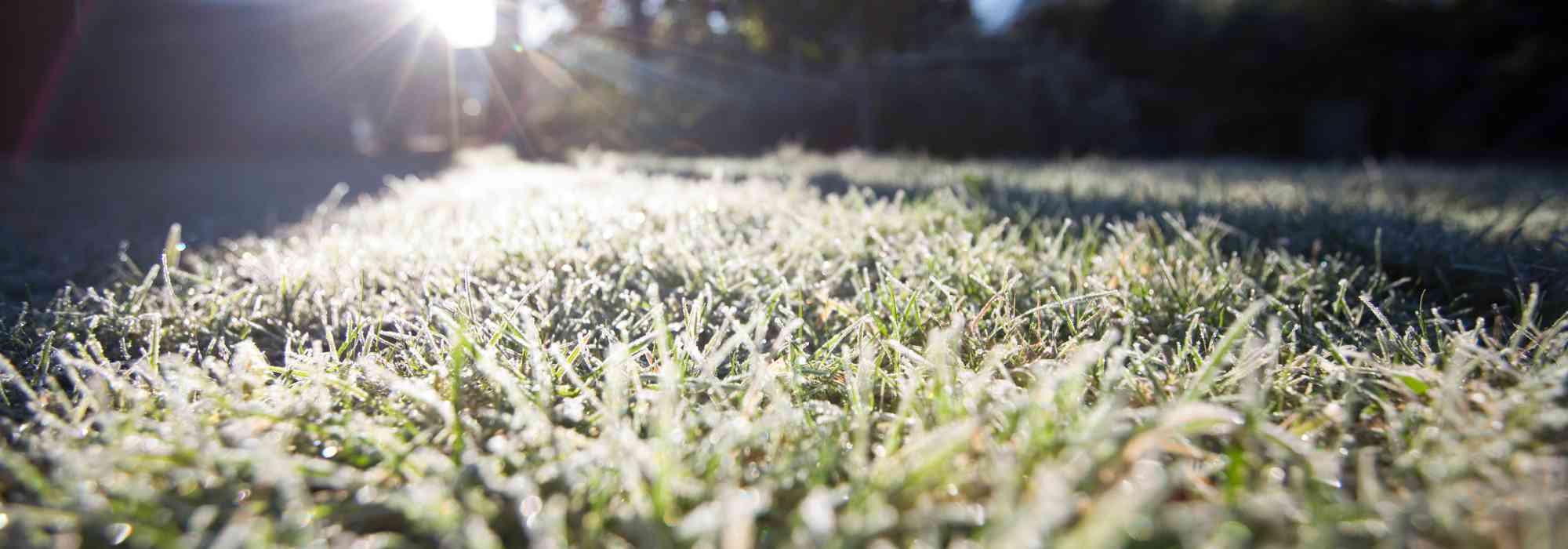 How to care for your lawn in winter?