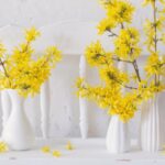 How to force <em>Forsythia</em> branches for bright and colourful bouquets?