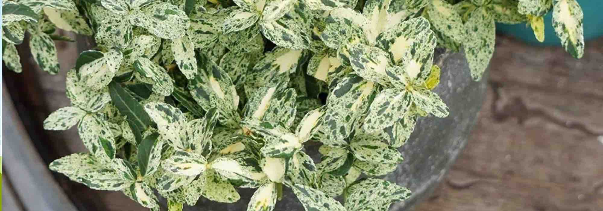 Discover 7 variegated spindles with exceptional foliage