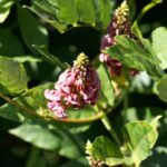 How to use tuberous glycine - <em>Apios americana</em> in cooking?
