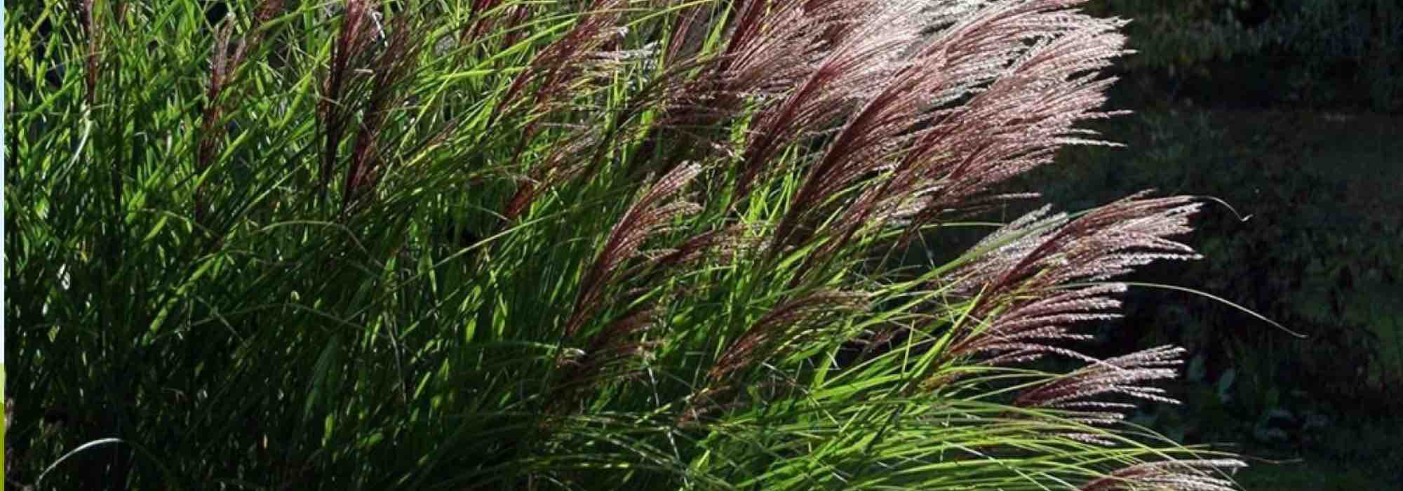 Ornamental grasses and roses: a winning combination