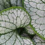 Silvery Brunnera: the most beautiful varieties