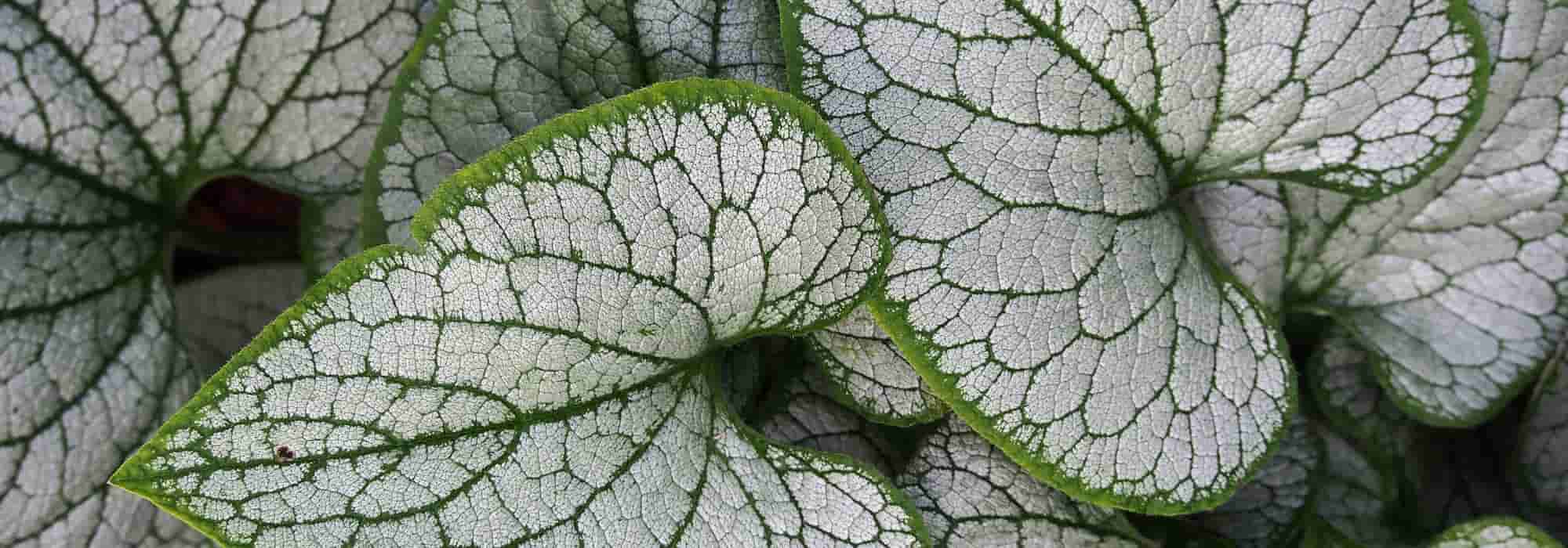 Silvery Brunnera: the most beautiful varieties