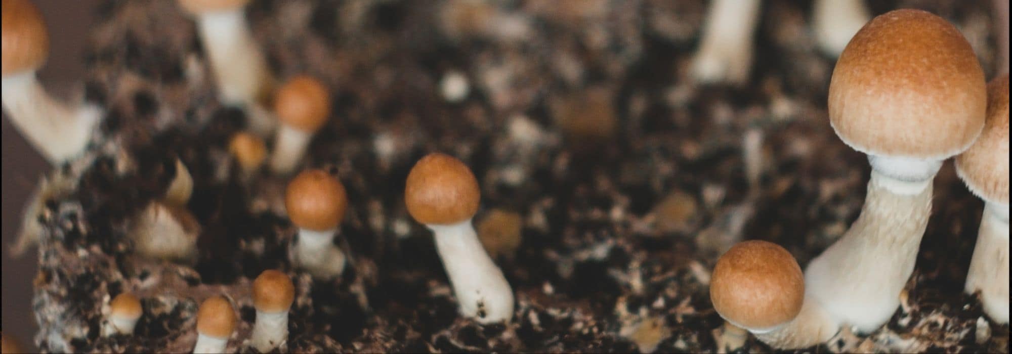 Growing mushrooms: it's possible and easy!