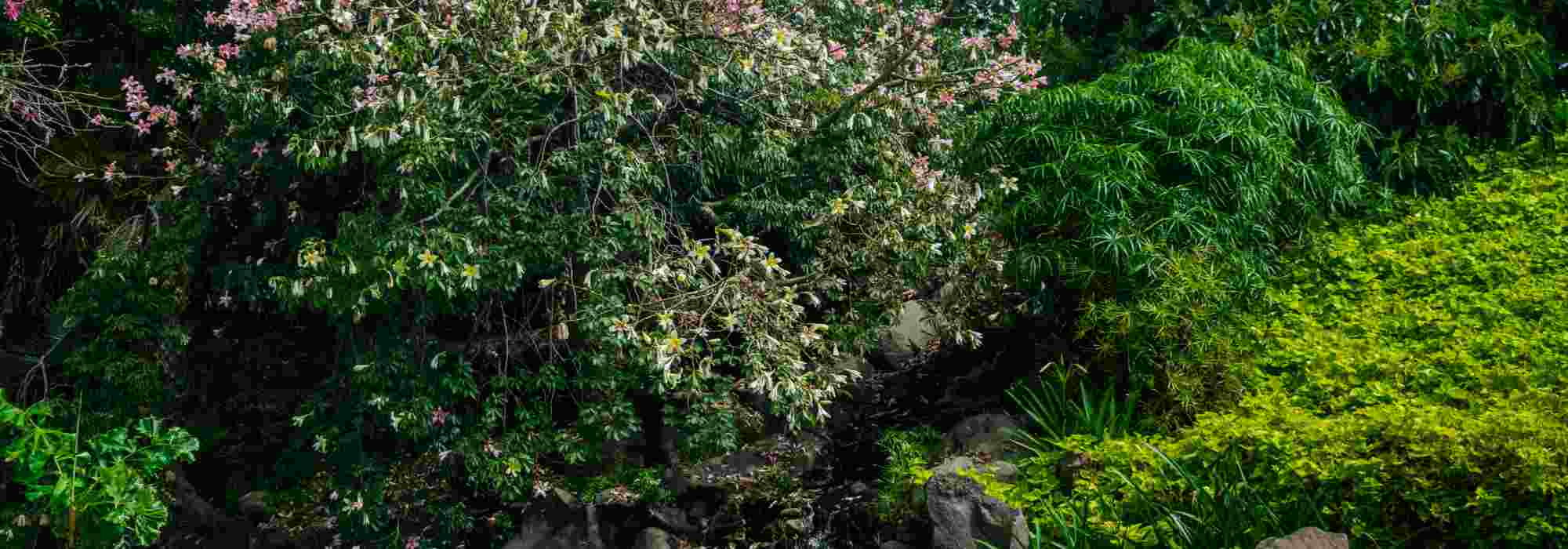 5 exotic bushes with winter flowering