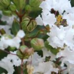 Crape myrtle, Lagerstroemia: 7 varieties with white flowers