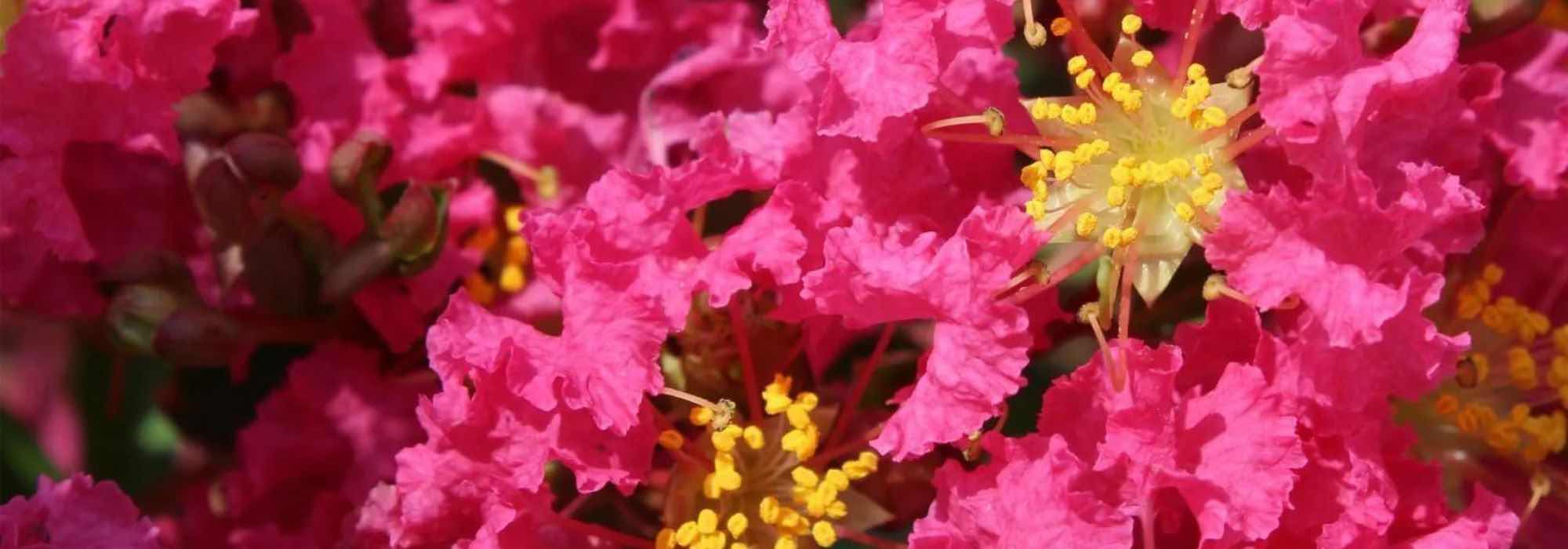 Lagerstroemia, crape myrtle: 7 pink-flowered varieties
