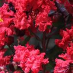 7 crape myrtles with red flowers, for a flamboyant garden