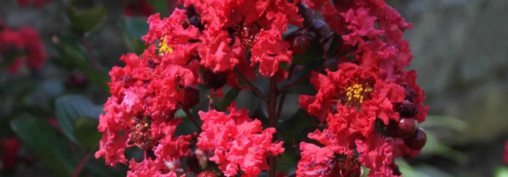 7 crape myrtles, Lagerstroemia with red flowers, for a flamboyant garden.