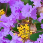 Lagerstroemia, crape myrtle: 7 stunning varieties with mauve and purple flowers