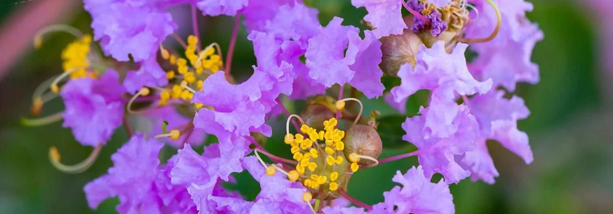 Lagerstroemia, crape myrtle: 7 stunning varieties with mauve and purple flowers