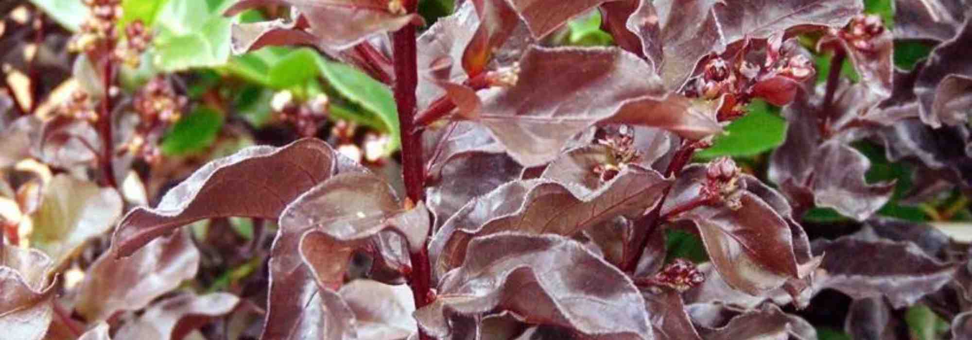 Crape myrtle, Lagerstroemia: 5 varieties with black foliage