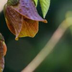 Pawpaw diseases and parasitic pests