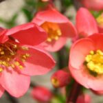 Diseases and parasitic pests of the Japanese quince