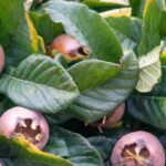 Why isn't my loquat tree bearing fruit?