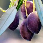 How to choose an olive tree? Our buying guide