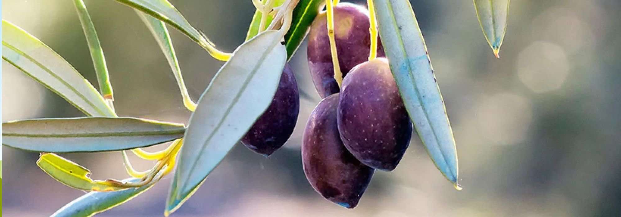 How to choose an olive tree? Our buying guide