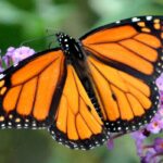 How butterflies boost biodiversity in the garden!