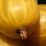 Discover 7 unusual little fruits with flavours you've never tasted before