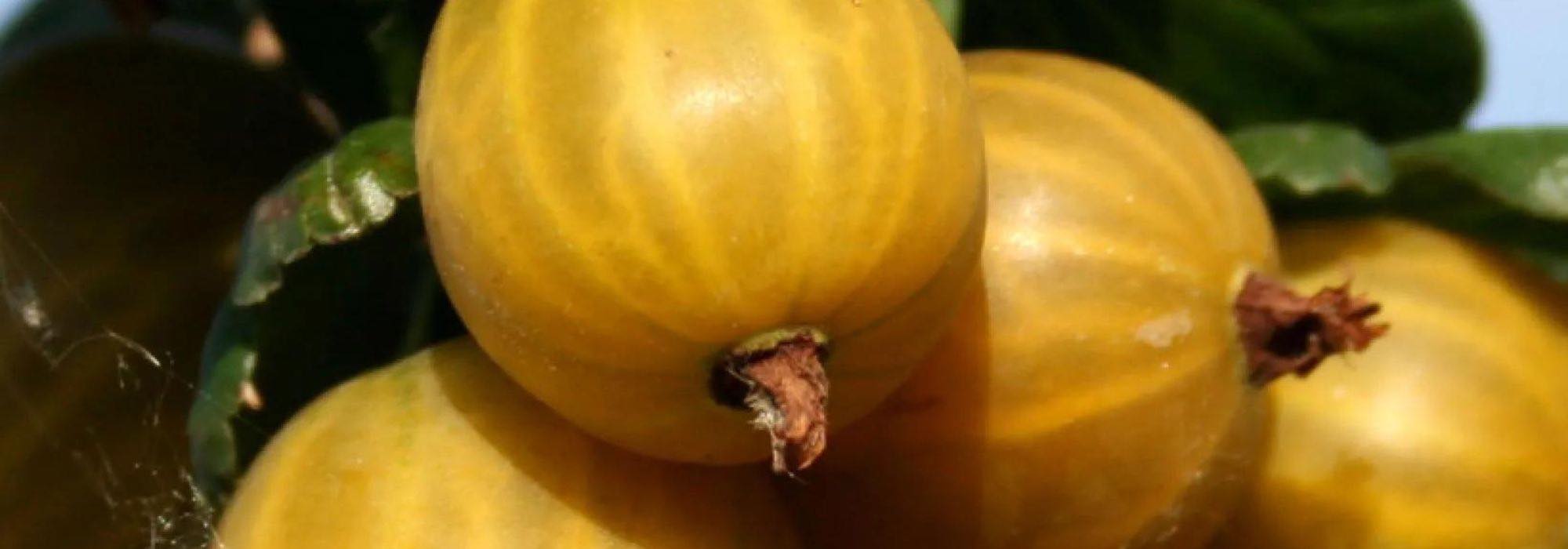 Discover 7 unusual little fruits with flavours you've never tasted before