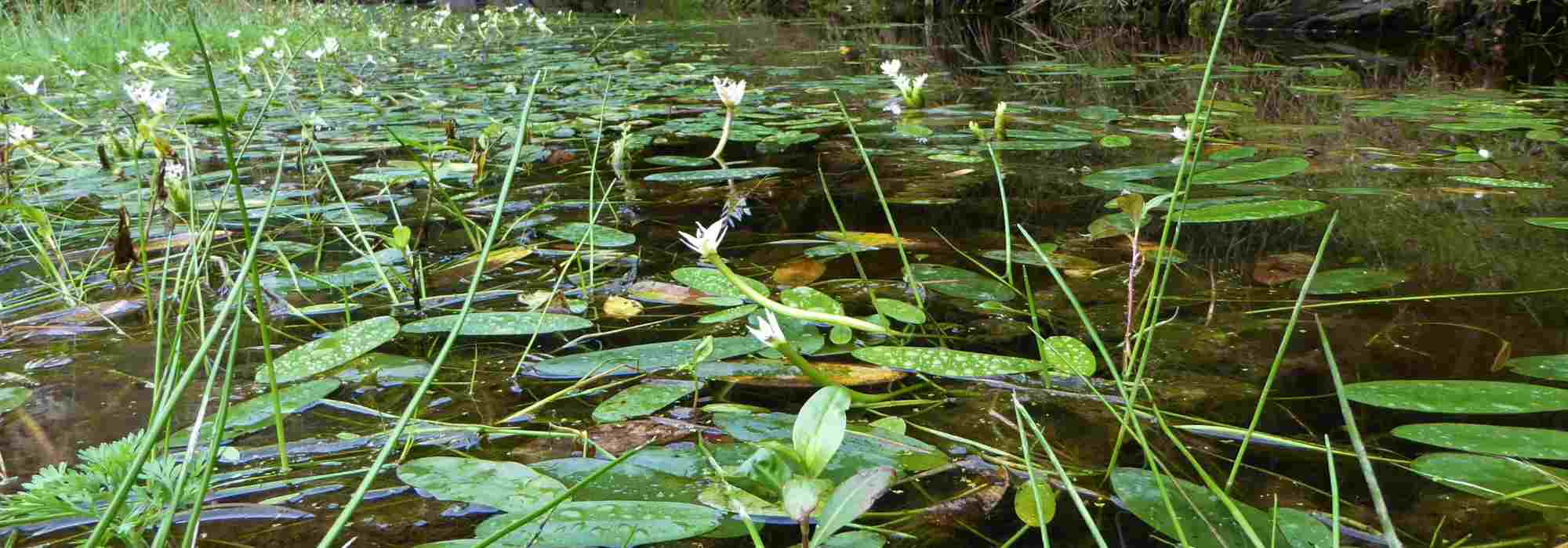 Evergreen aquatic plants: they beautify ponds all year-round