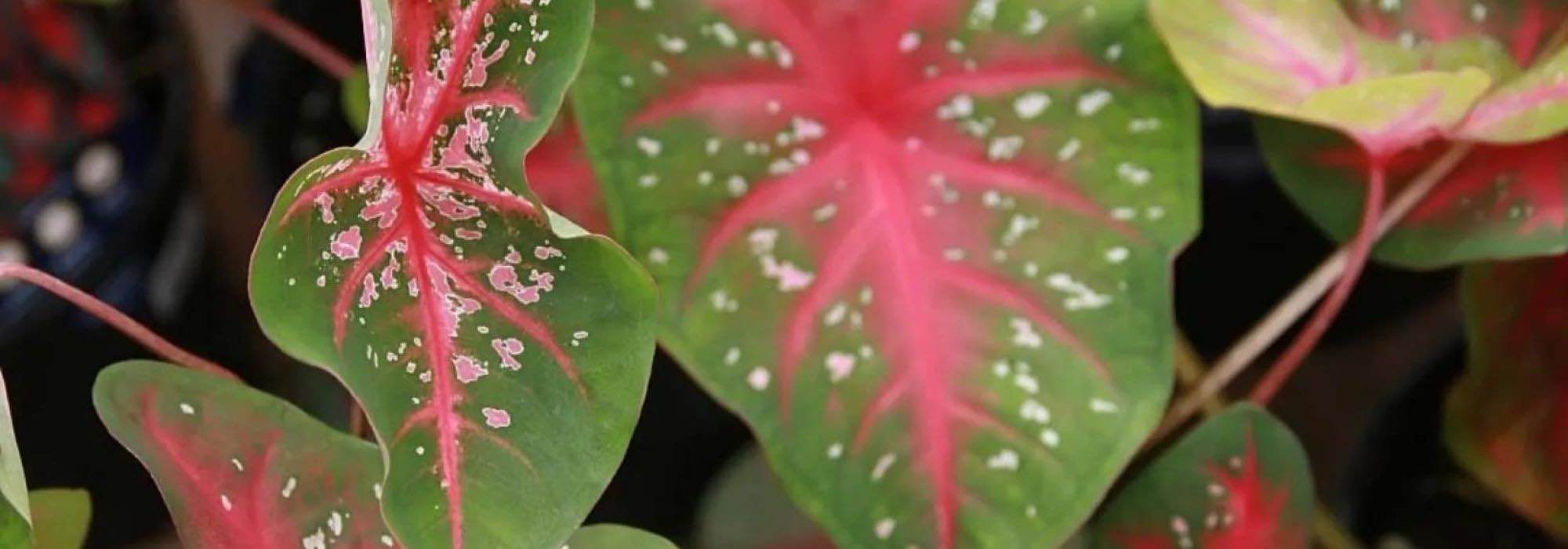 7 plants both quirky and gorgeous