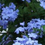 How to grow Cape Plumbago in a pot?