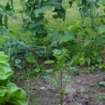How to achieve abundant harvests in the vegetable garden on a wet soil?