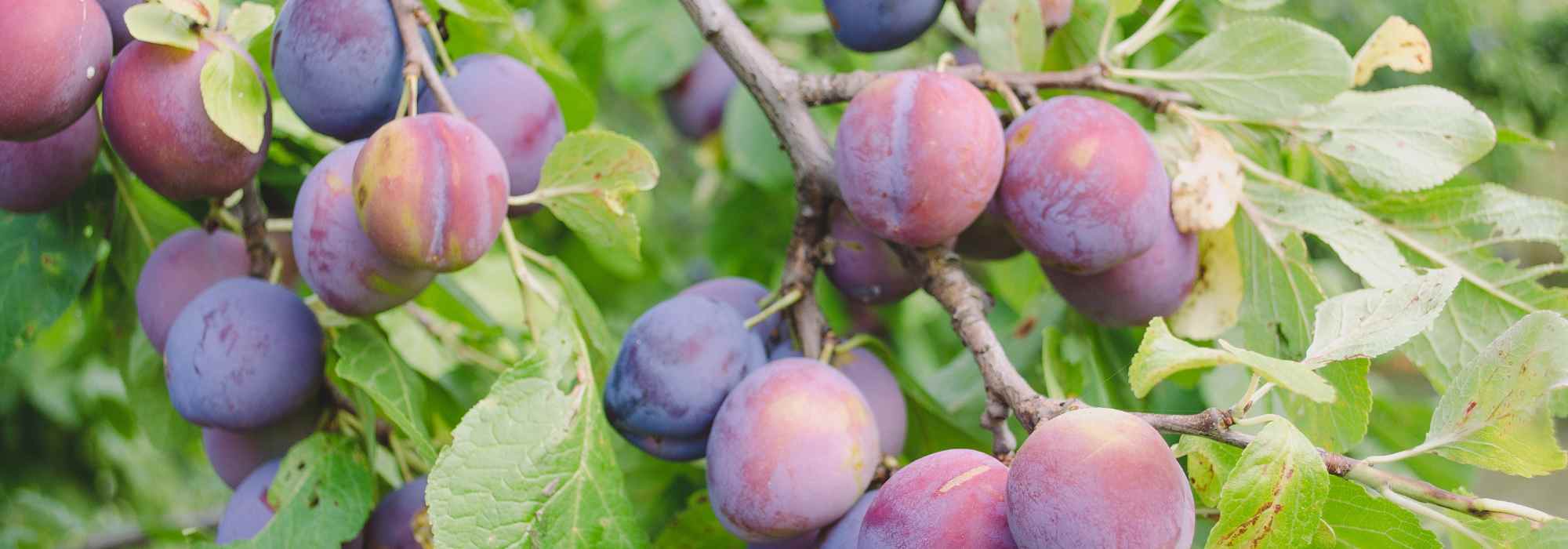 Plum tree: how to choose the right variety?