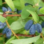 I've missed it for you…: may berries