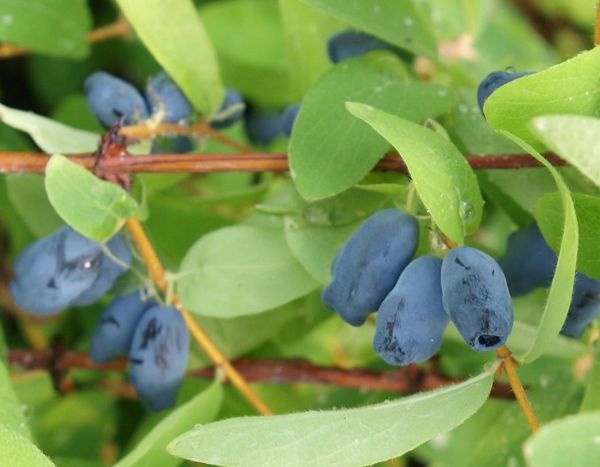 miss the May berries Lonicera caerulea