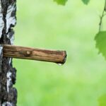 Harvesting and consuming tree sap: our tips