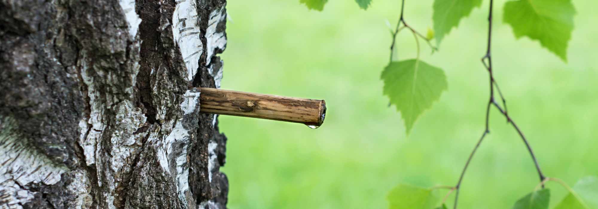 Harvesting and consuming tree sap: our tips