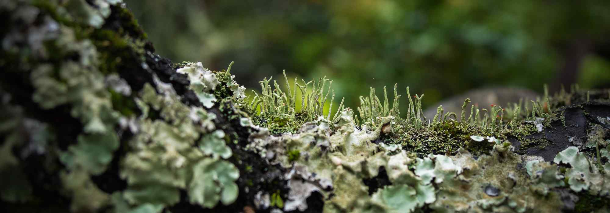 Mosses, ferns… The secrets of reproduction in non-flowering plants