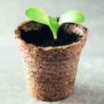 Biodegradable pots: how best to use them for sowing?