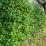 How to prune viburnums or <em>Viburnum</em>?