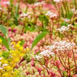 Green roof, blue roof: the many benefits of ecological roofing