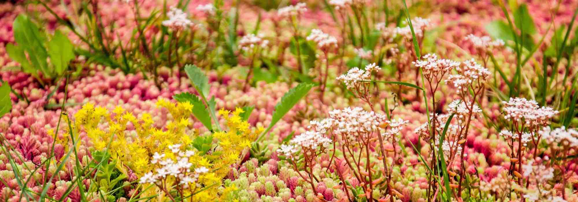 Green roof, blue roof: the many benefits of ecological roofing
