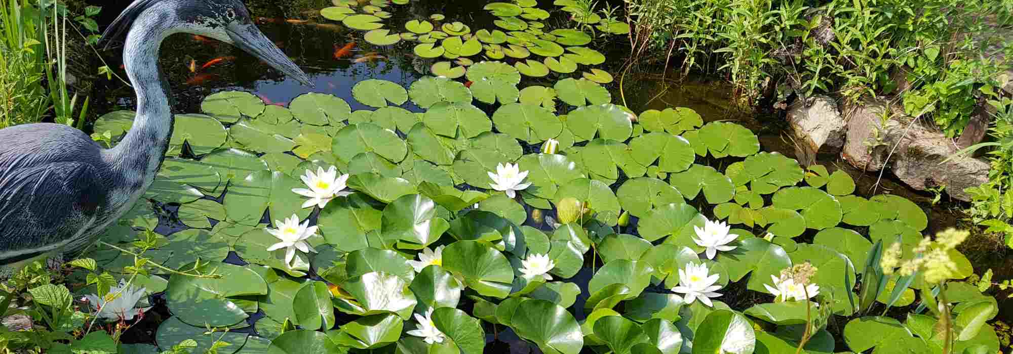 Pond plants: discover their essential role in water quality.