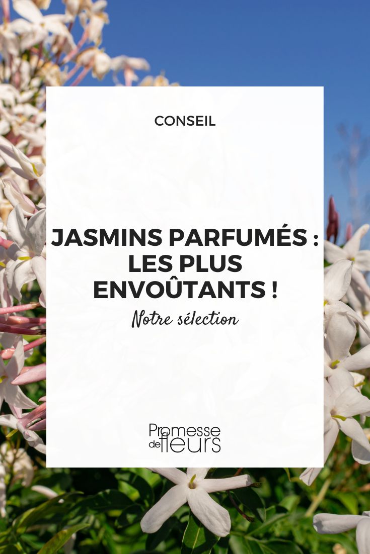 7 fragrant jasmines: discover the most enchanting scents! fragrant jasmine selection