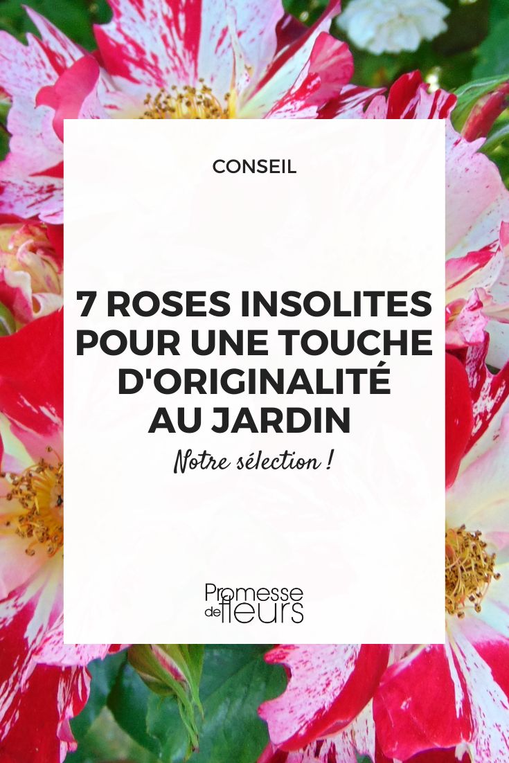 Climbing Rose Hanabi