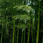 Can bamboo be planted in acidic soil?
