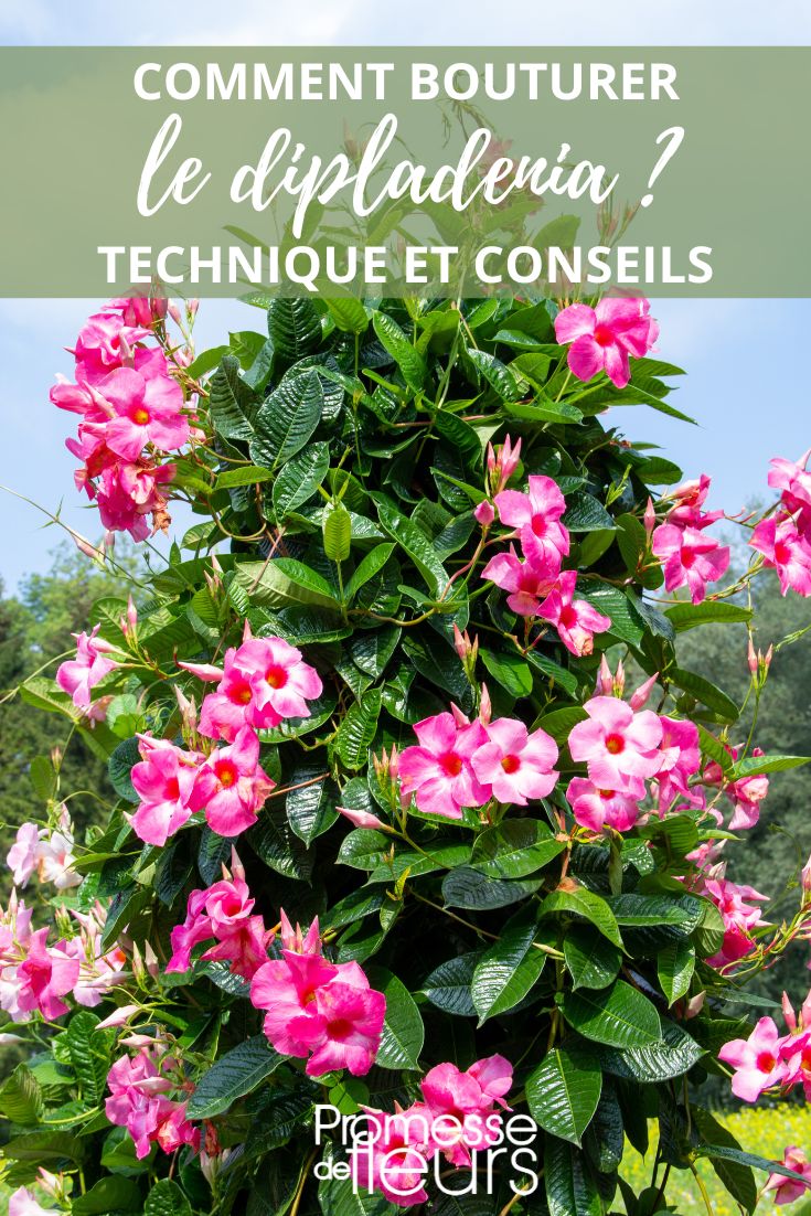 propagation by cuttings of dipladenia mandevilla