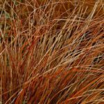 7 Carex to plant in full sun: our selection