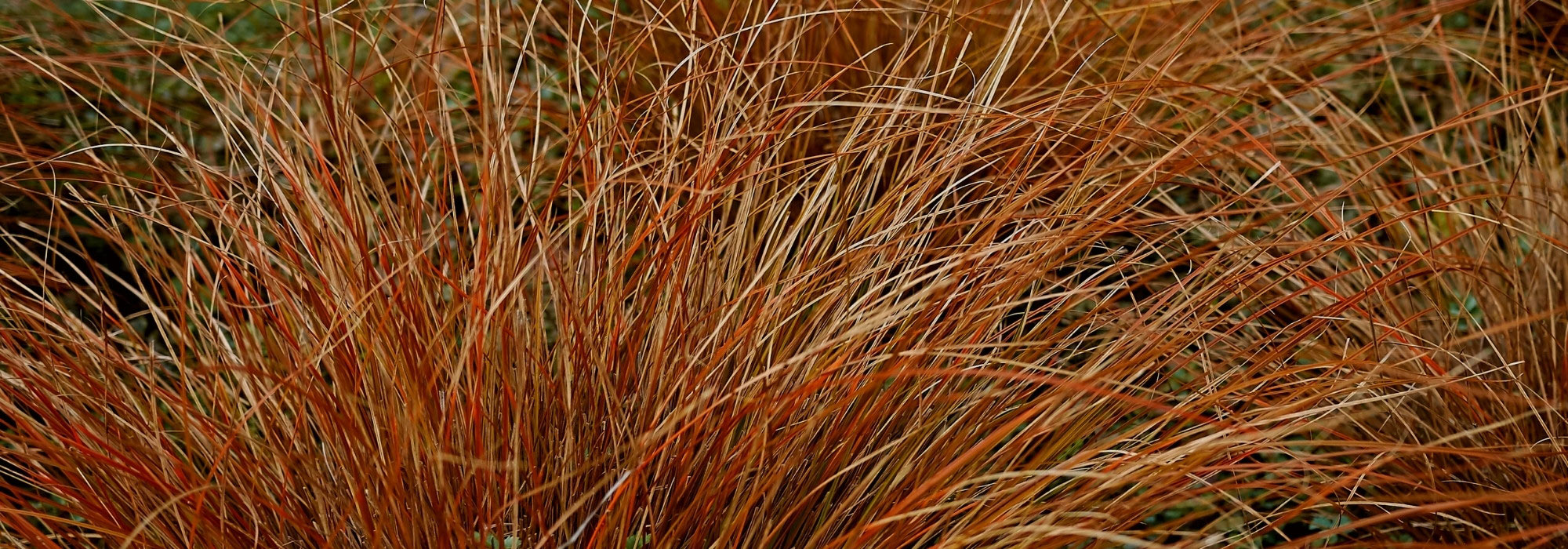 7 Carex to plant in full sun: our selection