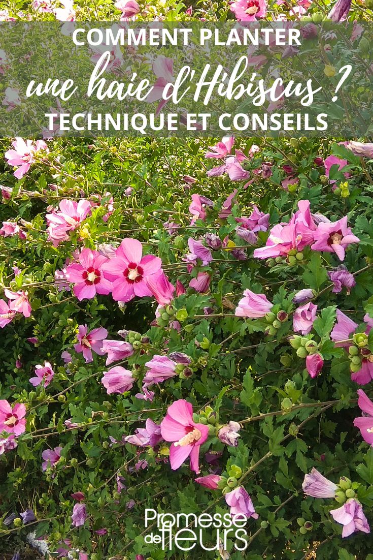 planting hedge hibiscus althea