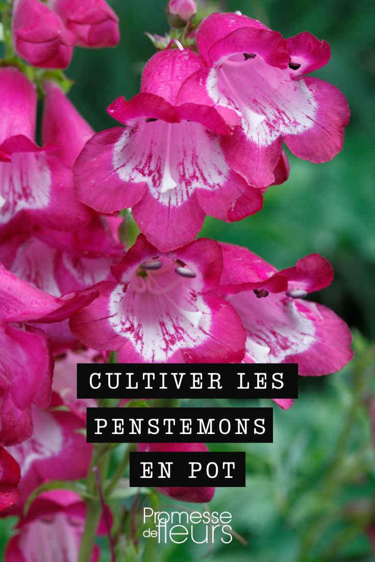 Growing Penstemons in Pots Penstemon in a pot